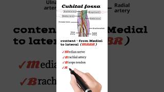 cubital fossa content  anatomy mnemonics [upl. by Busiek]