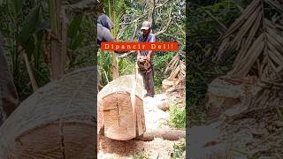 Chainsaw  Senso Kecil Part 309 sniperpaytren paytrenciwiru paytren [upl. by Wakeen641]