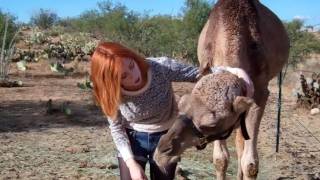 Hugs amp Kisses for my Dromedary Camel  Such a sweet girl [upl. by Attenad]