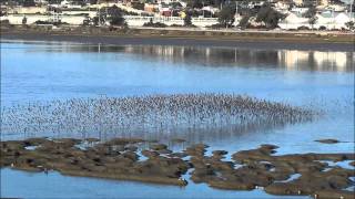 Sanderlings in Synchronized Flight [upl. by Clarine884]