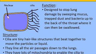 Year 7 Specialised Cells [upl. by Rodmun]