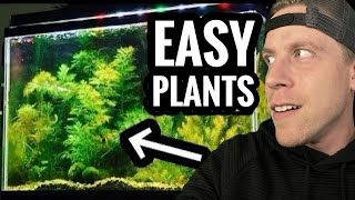 My Top 10 Easy Beginner Aquarium Plants [upl. by Hannavahs]