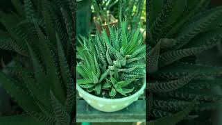 Beautiful Haworthia Zebra Plant [upl. by Siramad]