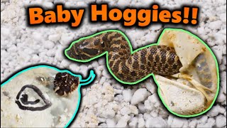 Really Cool Hognose Snakes Hatching [upl. by Nnadroj247]