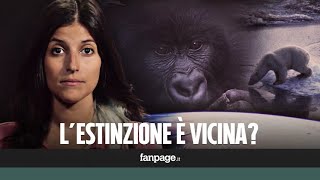 Stiamo uccidendo noi stessi e quasi tutti gli animali cosè la sesta estinzione di massa [upl. by Arvid513]