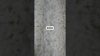 Así preparo el Aspergillus oryzae alias KOJI [upl. by Katinka]