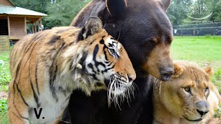 Tiger Bear and Lion Live Together As Friends  Best of quotThe BLTquot Trio [upl. by Toole]