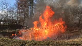 Field crew POV Burning a Phragmites basin for Invasive Species Control in Michigan [upl. by Yelnikcm]