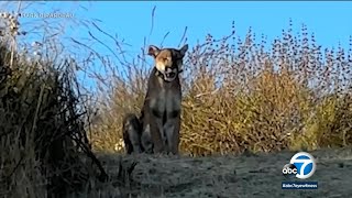 OC man has extremely close encounter with mountain lion on trail [upl. by Harhay]