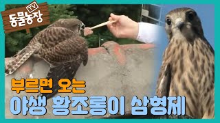 SUB 부르면 오는 야생 황조롱이 삼형제 TV동물농장 AnimalFarm SBSstory [upl. by Wenonah633]