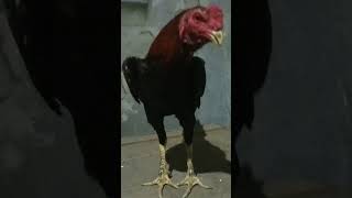 Winx 3x ayam muda ayam [upl. by Ahsilem]