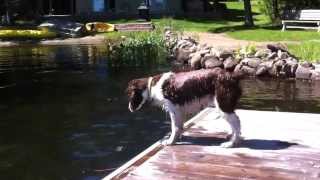 Hilarious Springer Spaniel loses his stick in the water [upl. by Philips]