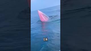 Sie fanden ein Geheimnis im Ozean 🌊🐋 [upl. by Mihe]