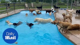 Thirtynine dogs jump into a pool at Michigan doggy day care cuteness ensues [upl. by Rogozen196]