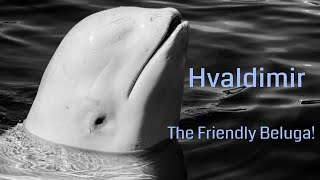 Hvaldimir the friendly Beluga whale in Norway  How did he come to Hammerfest [upl. by Anelej]