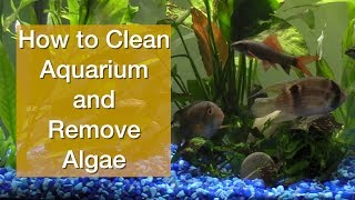 How to Clean Aquarium and Remove Algae [upl. by Embry]