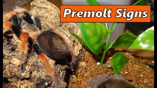 Signs your Tarantula is in premolt [upl. by Elockin492]