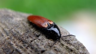 Ampedus sp  Schnellkäfer  Click Beetle [upl. by Noraj918]