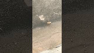 Yellow billed babbler bird jumping on the road [upl. by Enivid]