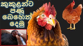 08 කුකුළන්ට පණු බෙහෙත් දෙමු  Lets deworm the chickens [upl. by Panther]