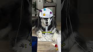 first husky to receive Neuralink brain chip husky huskies dogvideos [upl. by Merp]