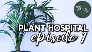 Reviving A Kentia Palm Houseplant Hospital Episode 1 [upl. by Aneloaup]