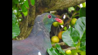 Kereru foraging in puriri tree [upl. by Skutchan]