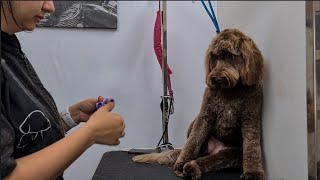 WHAT A FRIENDLY COCKAPOO ❤️❤️🐶 Dog Grooming [upl. by Gibson]