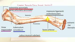 ANATOMİ10KONUÜst Ekstremite Kemikleri Clavicula [upl. by Aokek]