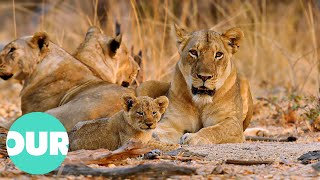 Lion Country Young and Vulnerable Cubs in Danger  Our World [upl. by Pascha]