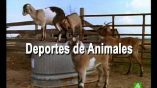 Documental Cabras Homenaje a las madres del mundo animal 1517 [upl. by Tserrof]