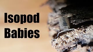 Isopod Babies The interesting mating behavior of P scaber and why isopod colonies are awesome [upl. by Lletnuahs319]