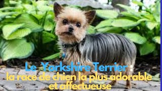 Le Yorkshire Terrier  la race de chien la plus adorable et affectueuse [upl. by Euqinahs]