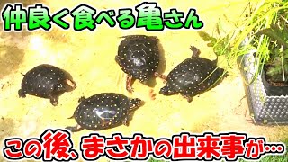 【観察日記】亀の食餌中に起きた驚きの出来事※この動画を最後まで見るとクサガメとキボシイシガメの大きさの違いがわかります。【2021825】 [upl. by Artinahs215]