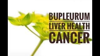 Bupleurum Benefits Great for Liver Health and Cancer [upl. by Amalbena969]