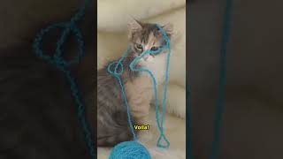 DIY Cat Toys Magic Easy amp Fun at Home pets diy cat cattoys [upl. by Celestyna]