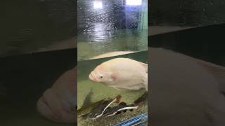 😨OMG😱 Monster fish tank ki kri safai care shortvideo shortsviral shorts viral aquarium fish [upl. by Deanna]