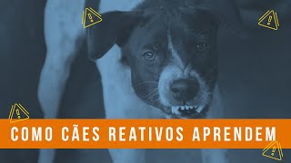 Como cães reativos aprendem  Live 006 [upl. by Erhart]