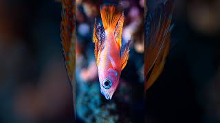 Pseudanthias hypselosoma slowly swims through the ocean [upl. by Jamila]