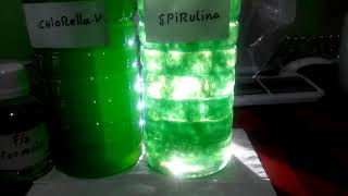 Fotosintesis Spirulina Ugoplanktonshop [upl. by Aikemot]