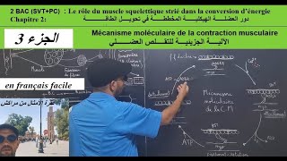 Mécanisme moléculaire de la contraction musculaire [upl. by Armmat225]