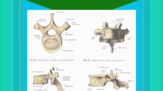 04 Typical Thoracic Vertebrae [upl. by Fairbanks]