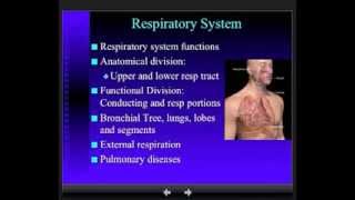 Anatomy  Respiratory System  Part 1 [upl. by Eelrahc950]