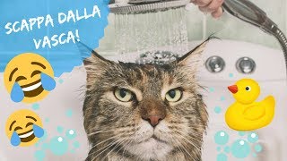 FACCIO IL BAGNETTO AL MIO GATTO scappa dalla vasca da bagno🐱😱 [upl. by Abdulla812]