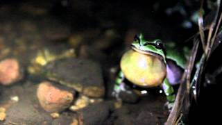 Arizona Treefrog Call Hyla wrightorum [upl. by Lemar]