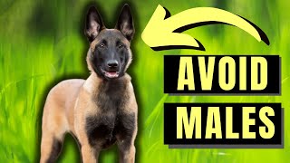 7 Reasons You SHOULD NOT Get A Male Belgian Malinois [upl. by Atteuqaj]