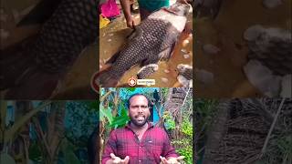 எந்த மீன் எந்த சைஸ்ல சாப்பிடணும் 🐟🐟🐟🐟🐟shorts subscribe ❤️❤️fishkannan [upl. by Atnicaj]