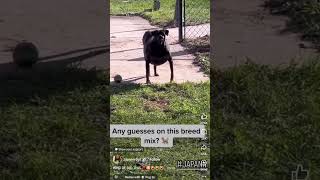 Yall Going To Jail WTF 😱 backyardbreeding dog crazy wild fyp shorts [upl. by Zeiger]