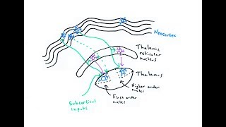 The Thalamus [upl. by Bocyaj]