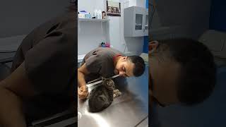 Veterinerimiz💗İyi ki varsınız Altınpatiler veteriner veteran melody viral viralkitty cute [upl. by Anaet]